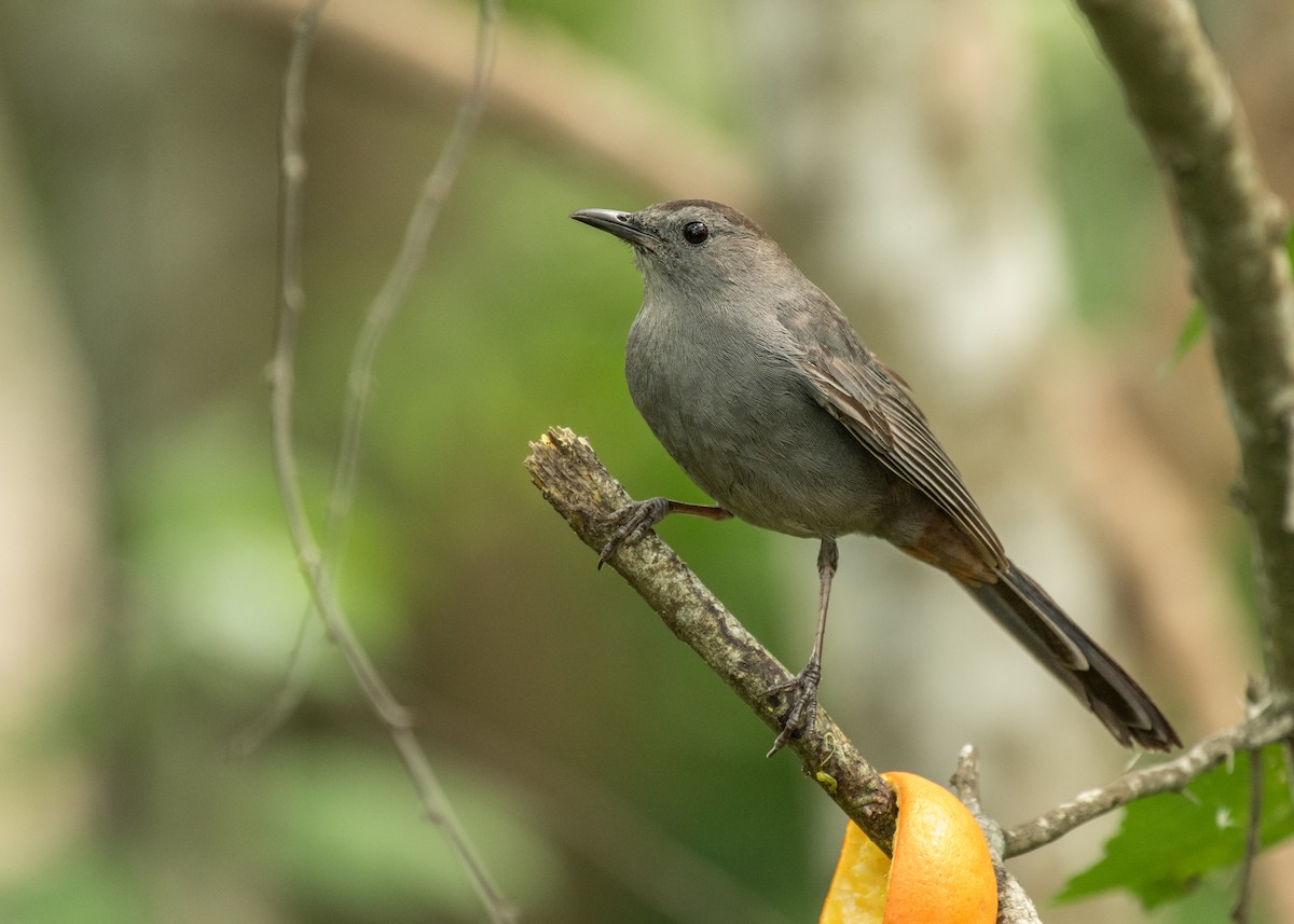 kattespottefugl - ML643525763