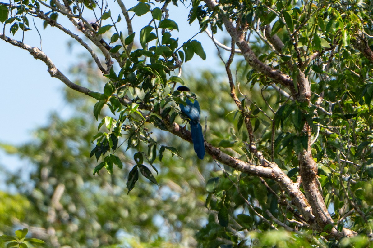 Yucatan Jay - ML643525769