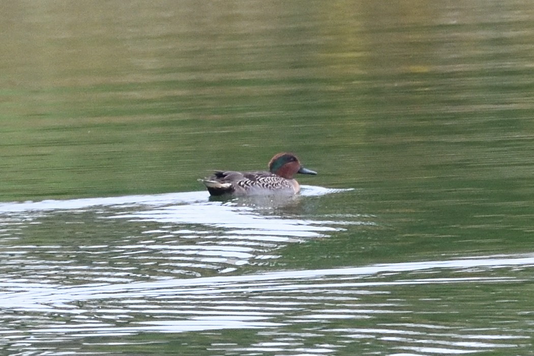 Green-winged Teal - ML643525774