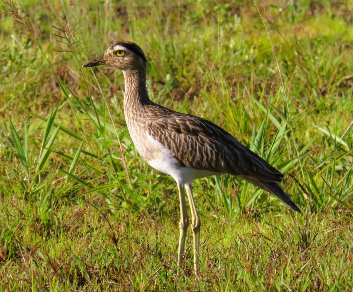 Double-striped Thick-knee - ML643525783