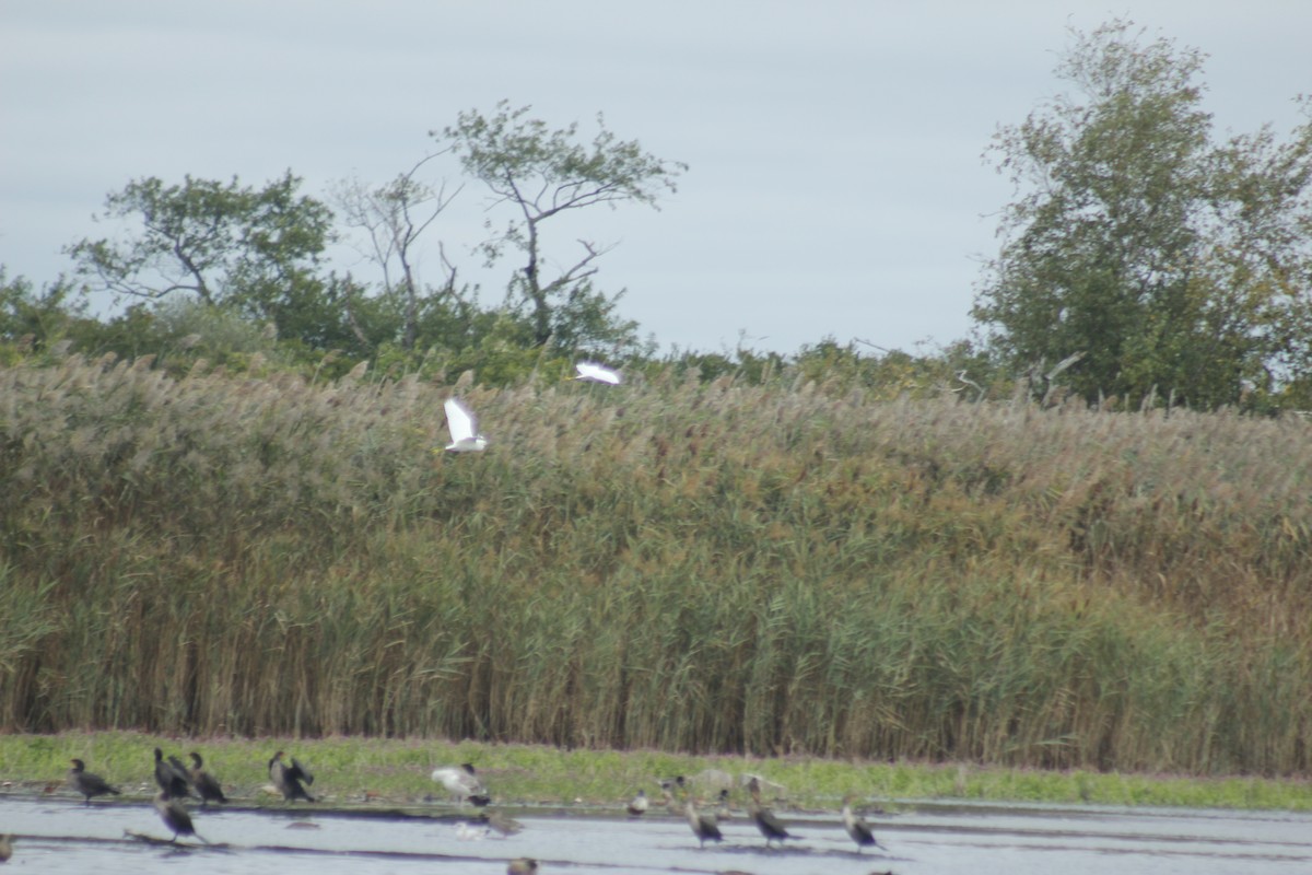 Snowy Egret - ML643525785