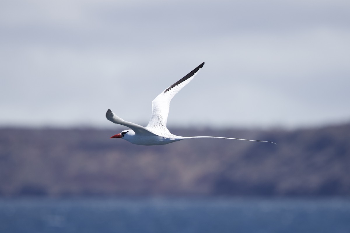 Red-billed Tropicbird - ML643525790