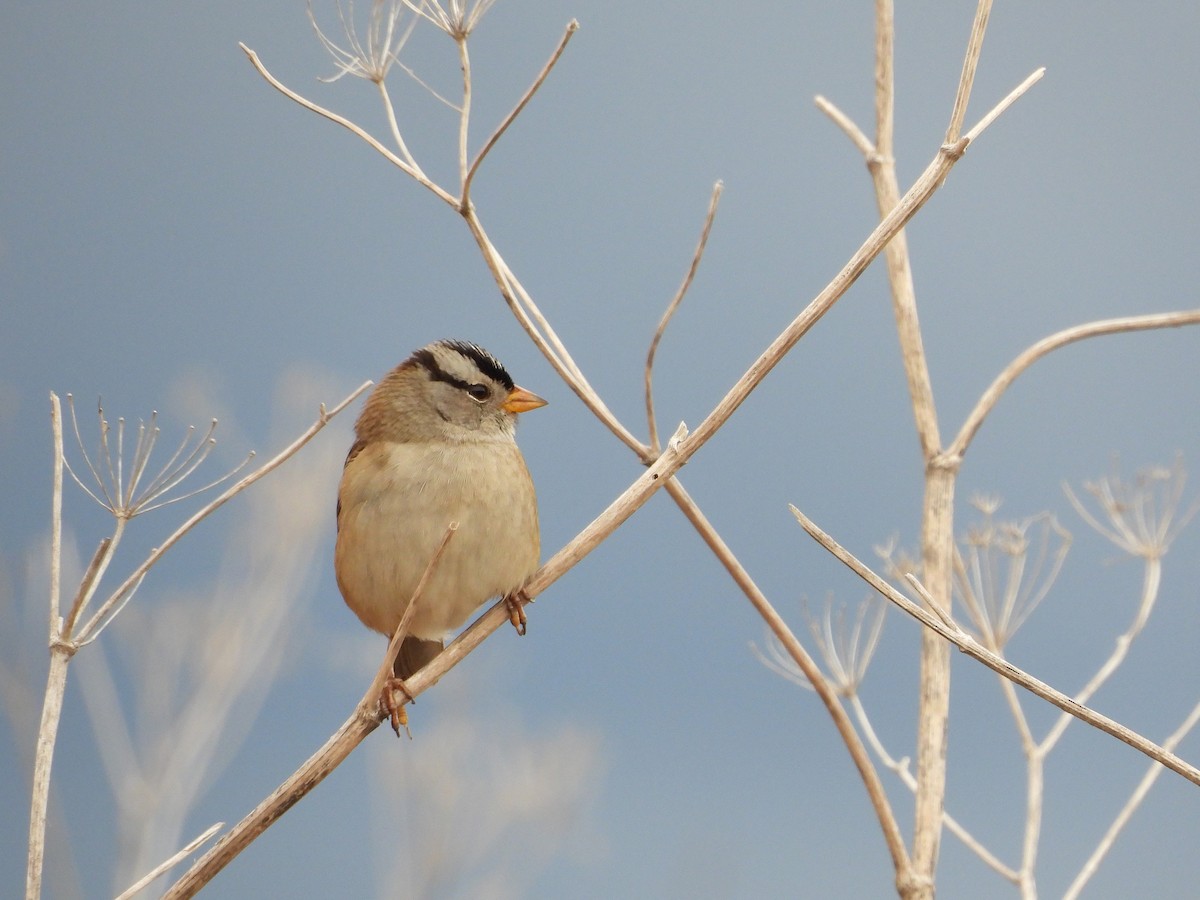 White-crowned Sparrow - ML643525791