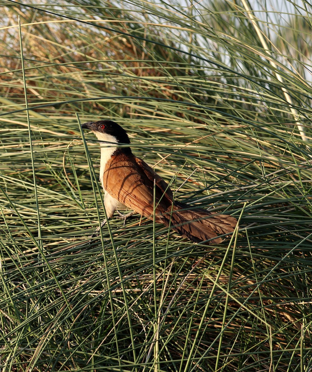 Coppery-tailed Coucal - ML643525814