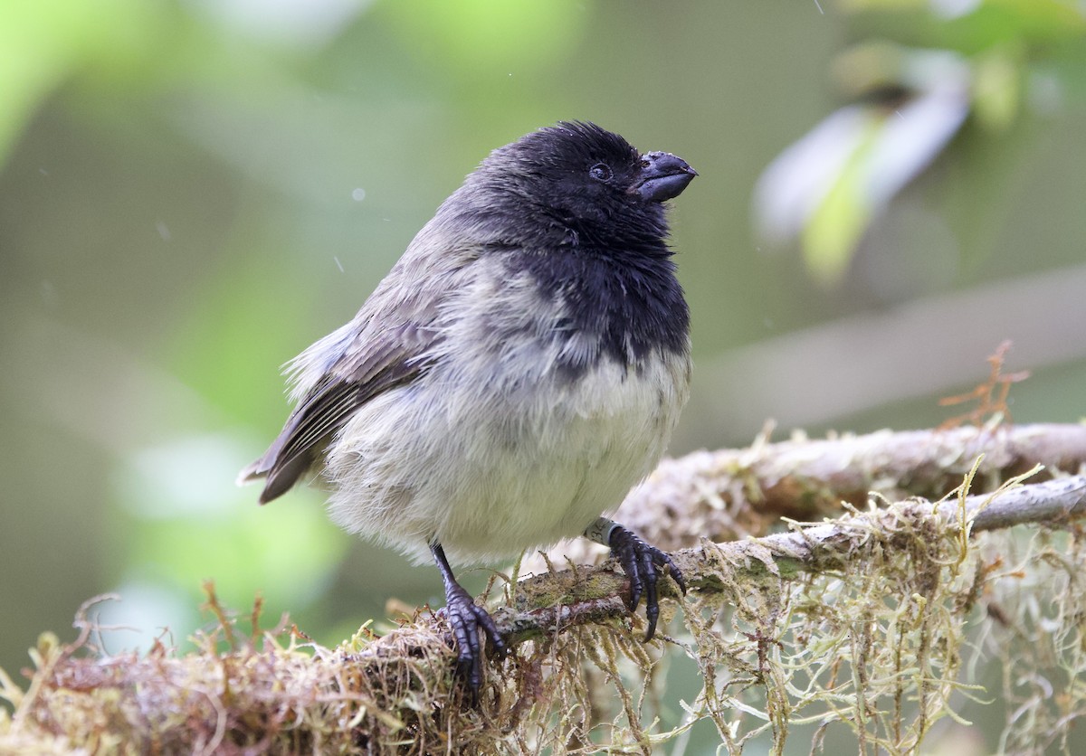 Small Tree-Finch - ML643525816