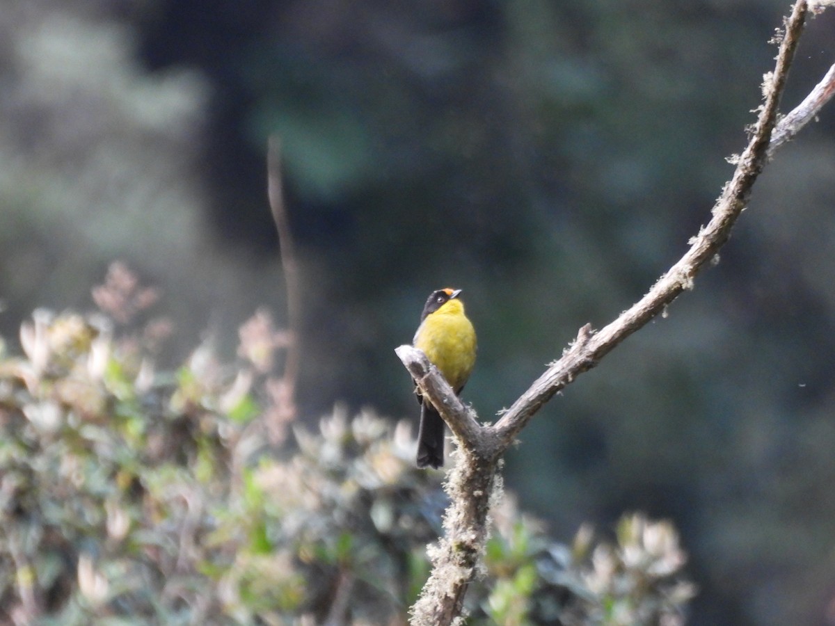 Pale-naped Brushfinch - ML643525819
