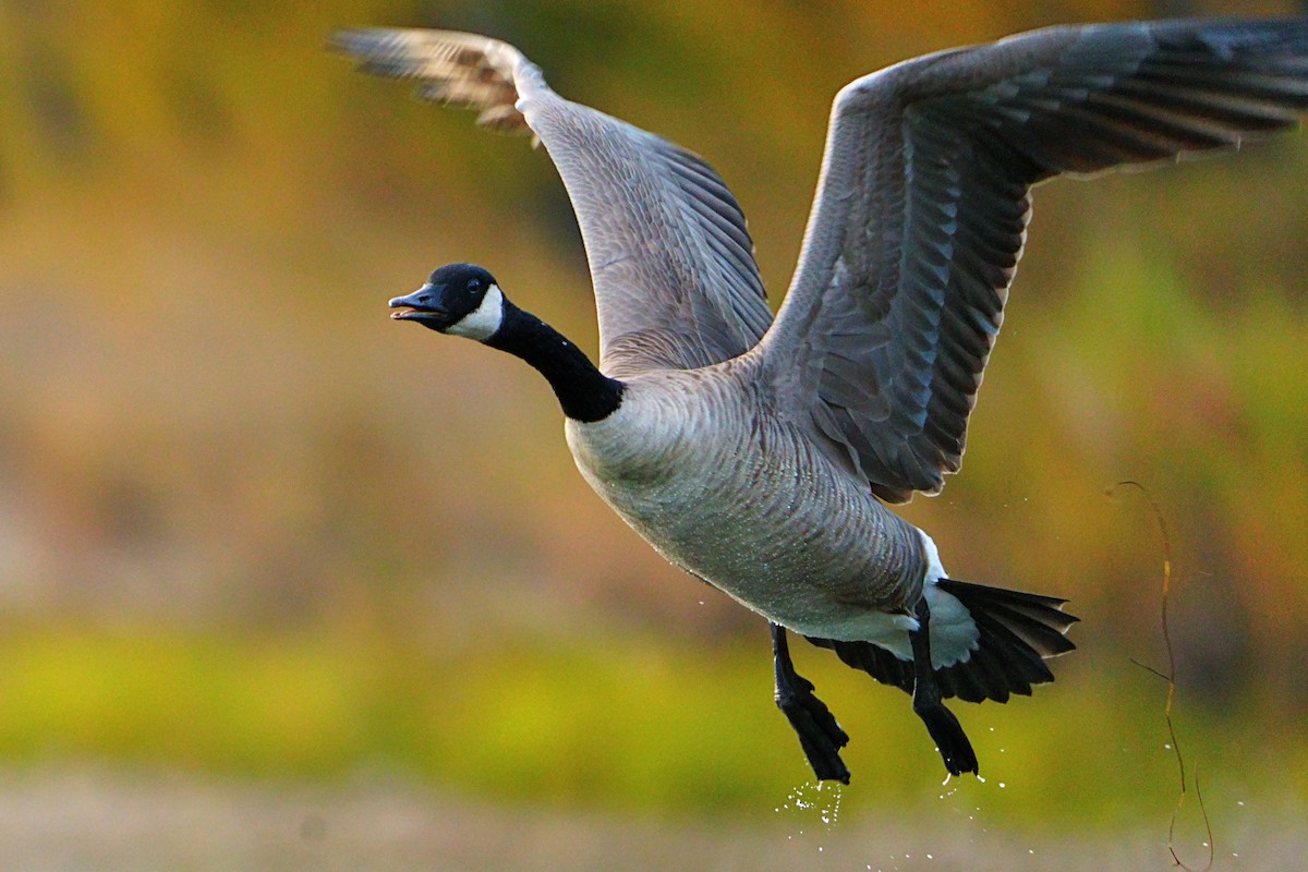 Canada Goose - ML643525820