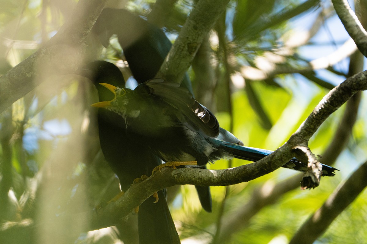 Yucatan Jay - ML643525821
