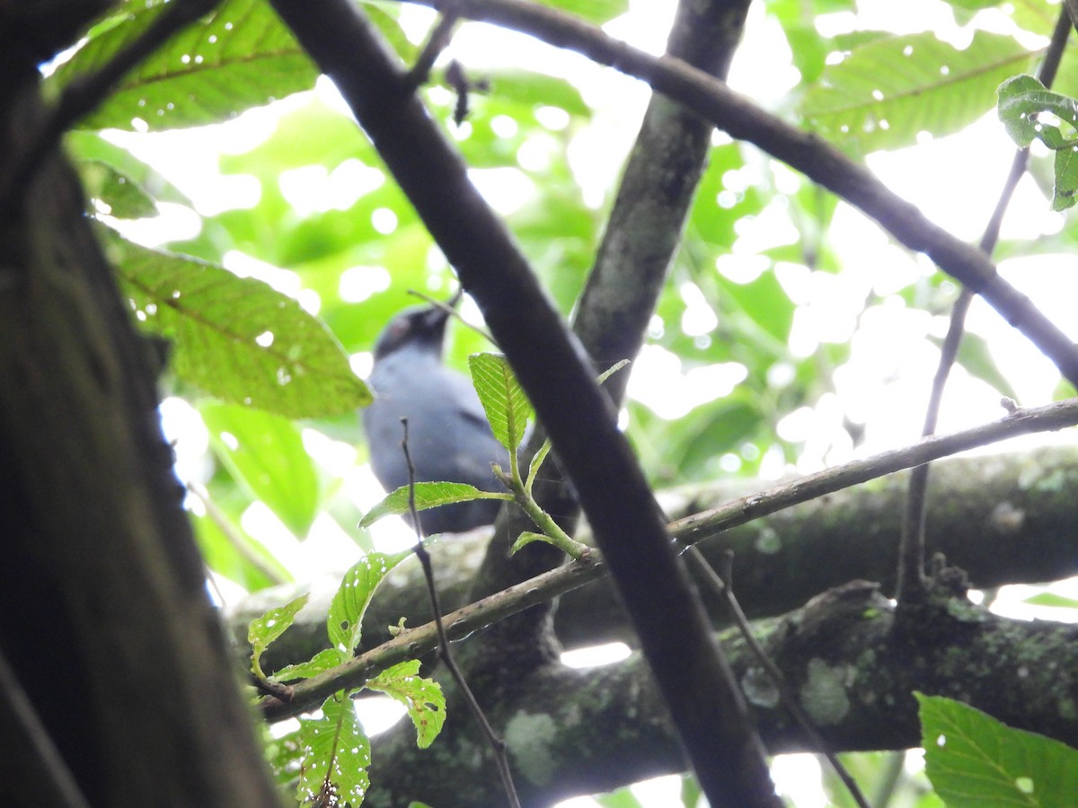 Blue Mockingbird - ML643525841