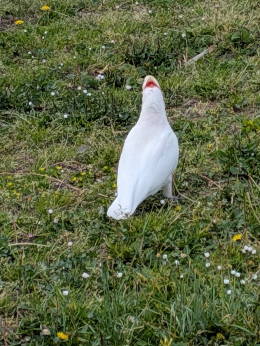 Long-billed Corella - ML643525843
