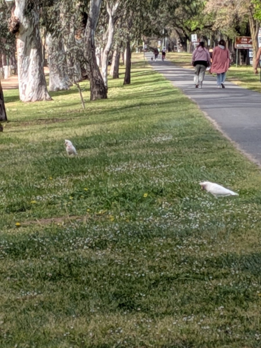 Long-billed Corella - ML643525844