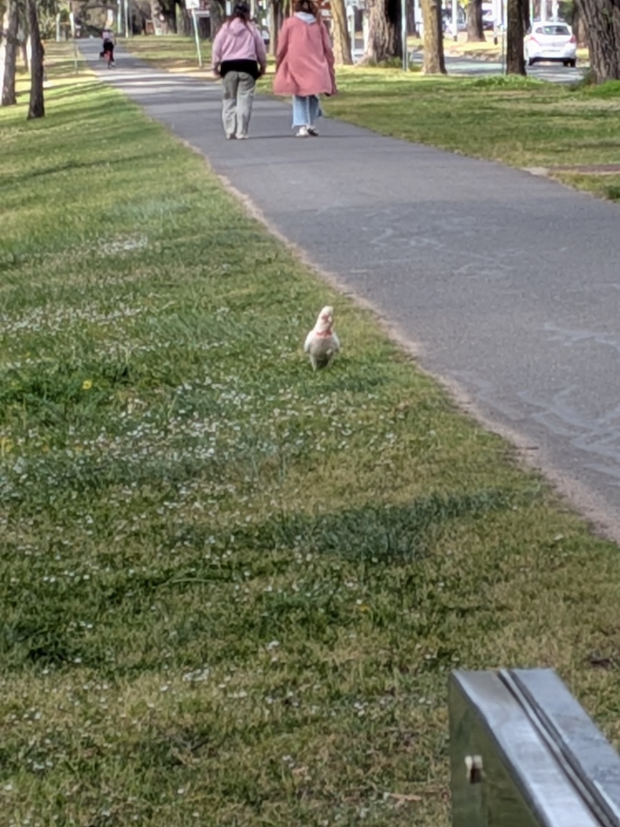 Long-billed Corella - ML643525845
