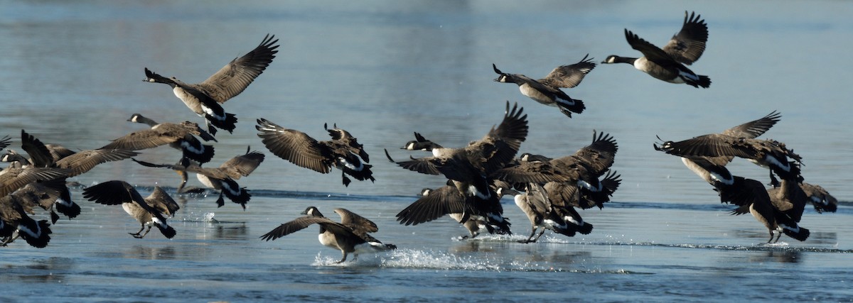 Canada Goose - ML643525847