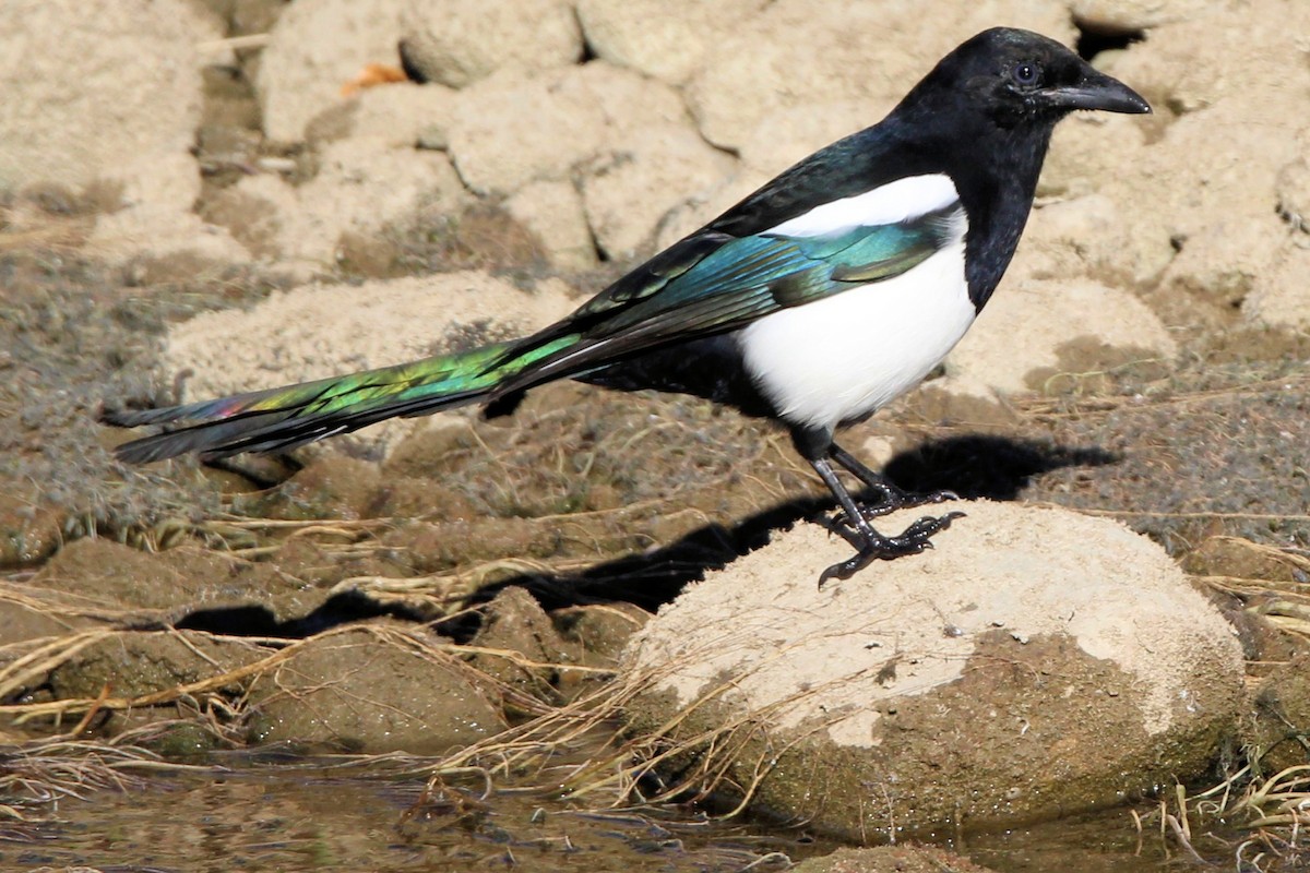 Black-billed Magpie - ML643525853