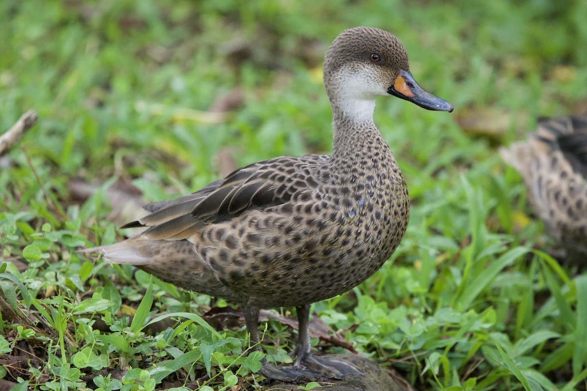 White-cheeked Pintail (Galapagos) - ML643525854