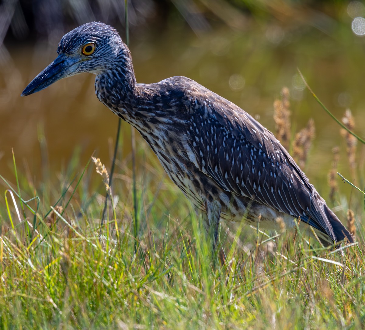 Yellow-crowned Night Heron - ML643525863