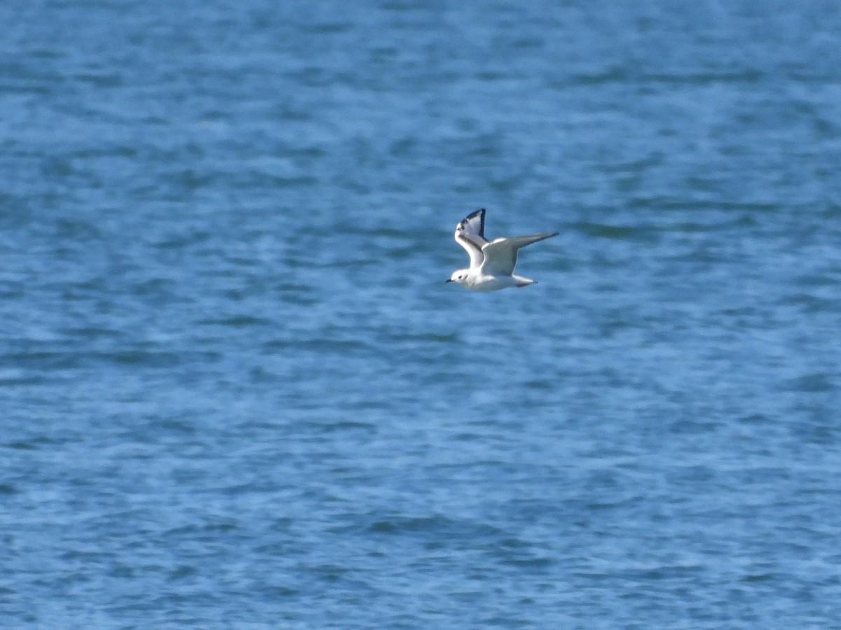 Mouette de Bonaparte - ML643525867