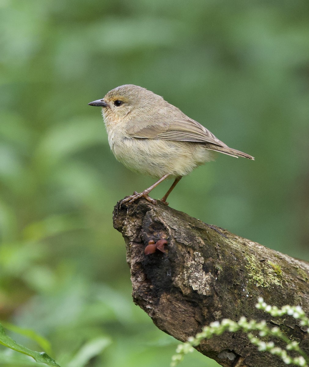 Green Warbler-Finch - ML643525868