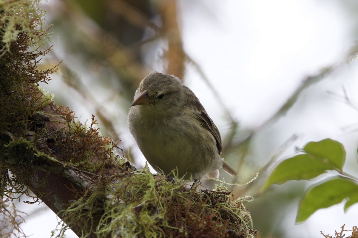 Woodpecker Finch - ML643525873
