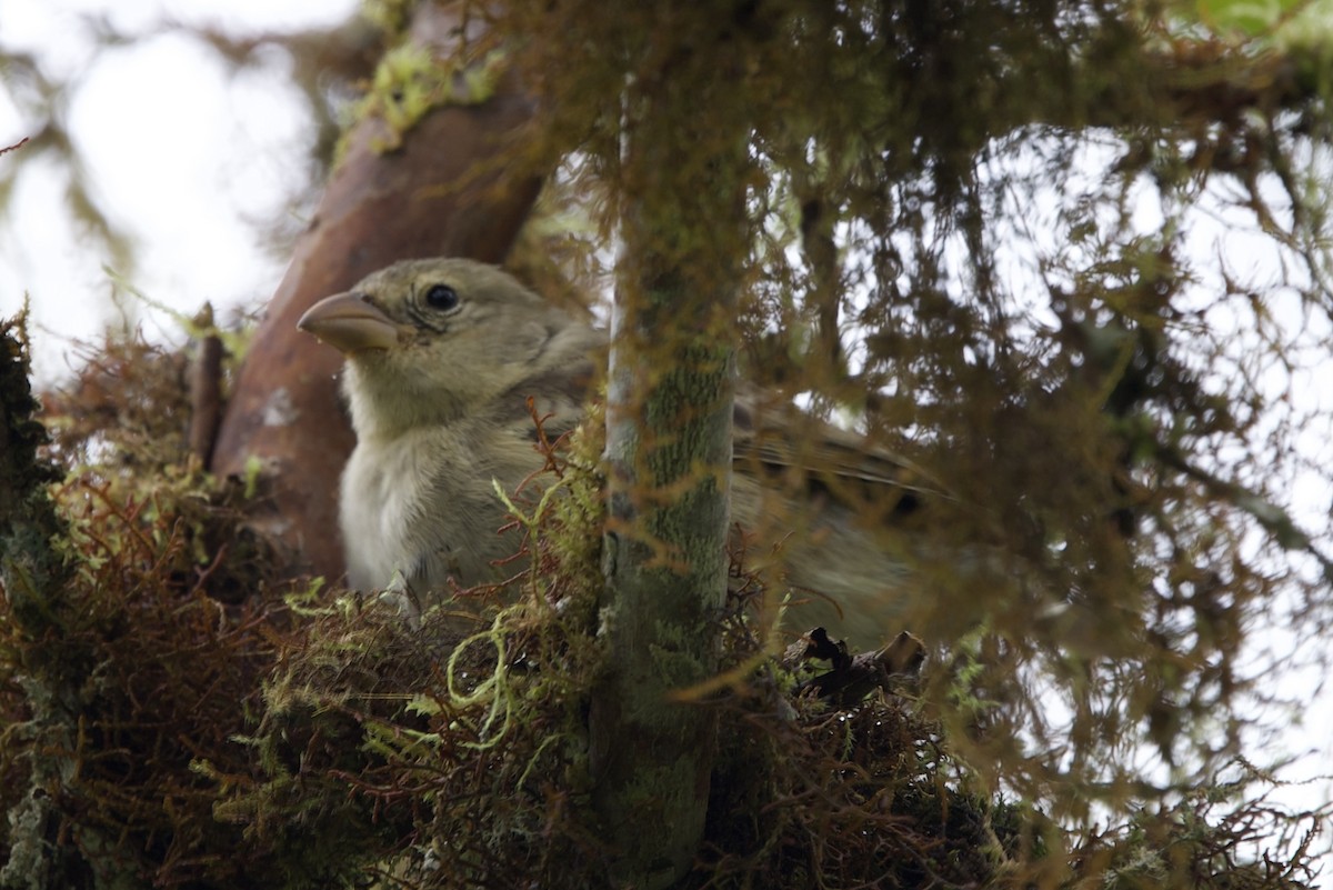Woodpecker Finch - ML643525874