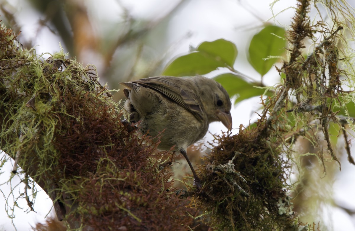 Woodpecker Finch - ML643525875