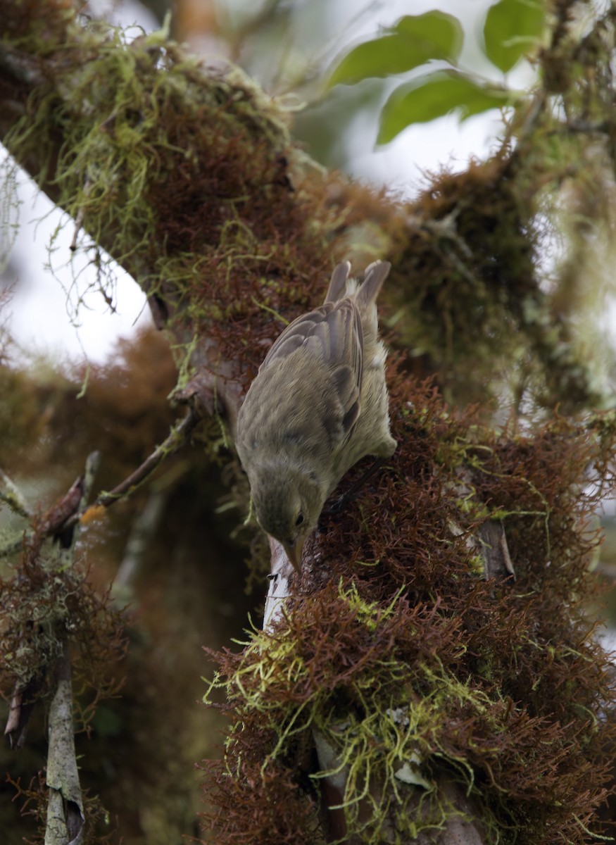 Woodpecker Finch - ML643525876
