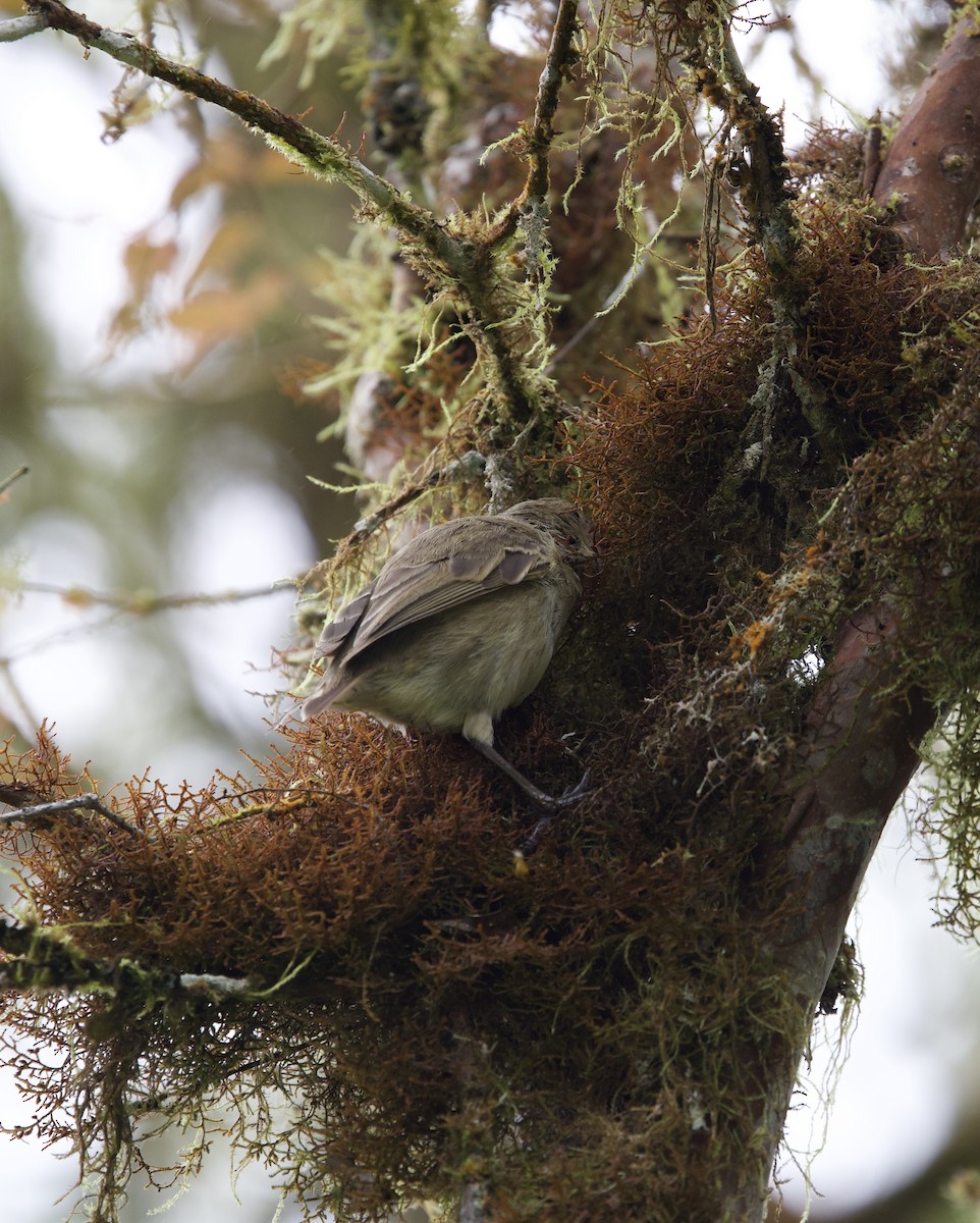 Woodpecker Finch - ML643525877