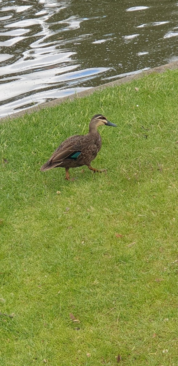 Pacific Black Duck - ML643525892
