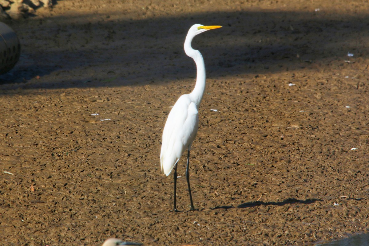 Great Egret - ML643525893