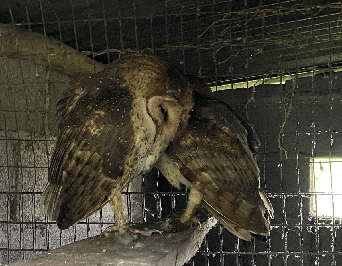 American Barn Owl (Galapagos) - ML643525909