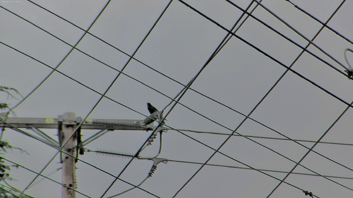 American Crow - ML643525922