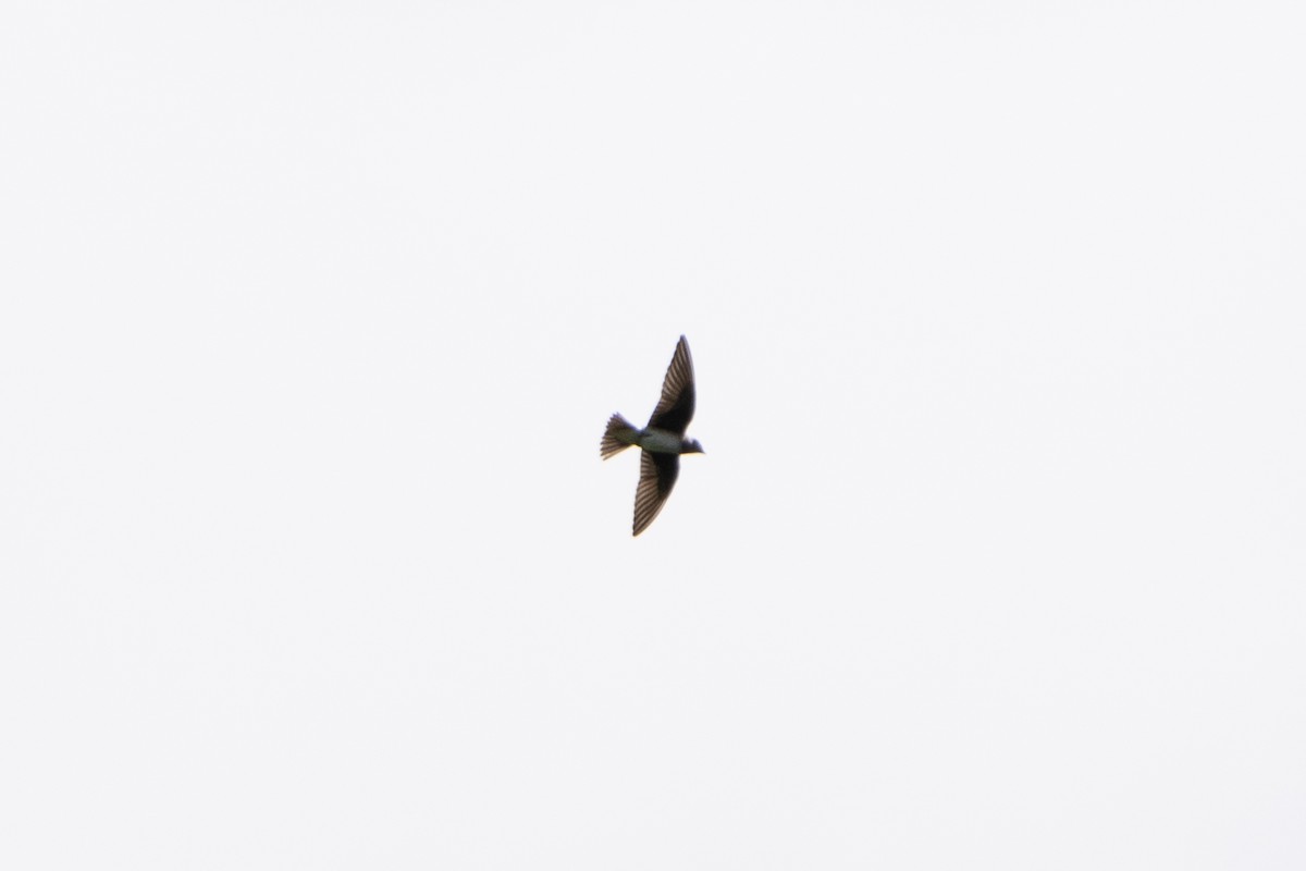 Purple Martin - ML643525924