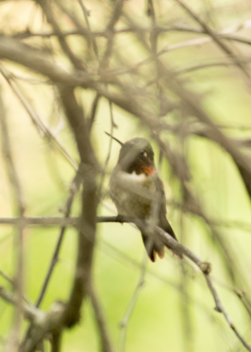 Ruby-throated Hummingbird - ML643525935