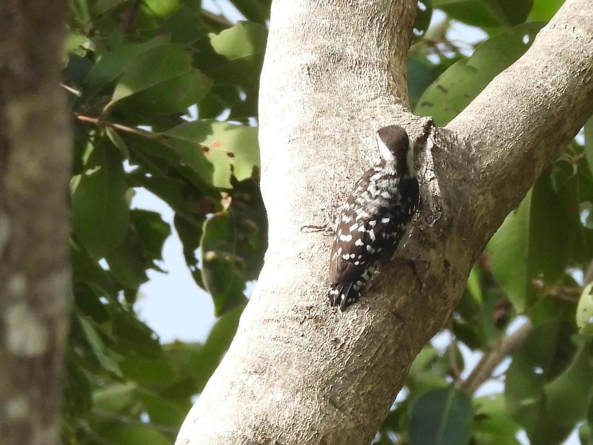 Brown-capped Pygmy Woodpecker - ML643525945