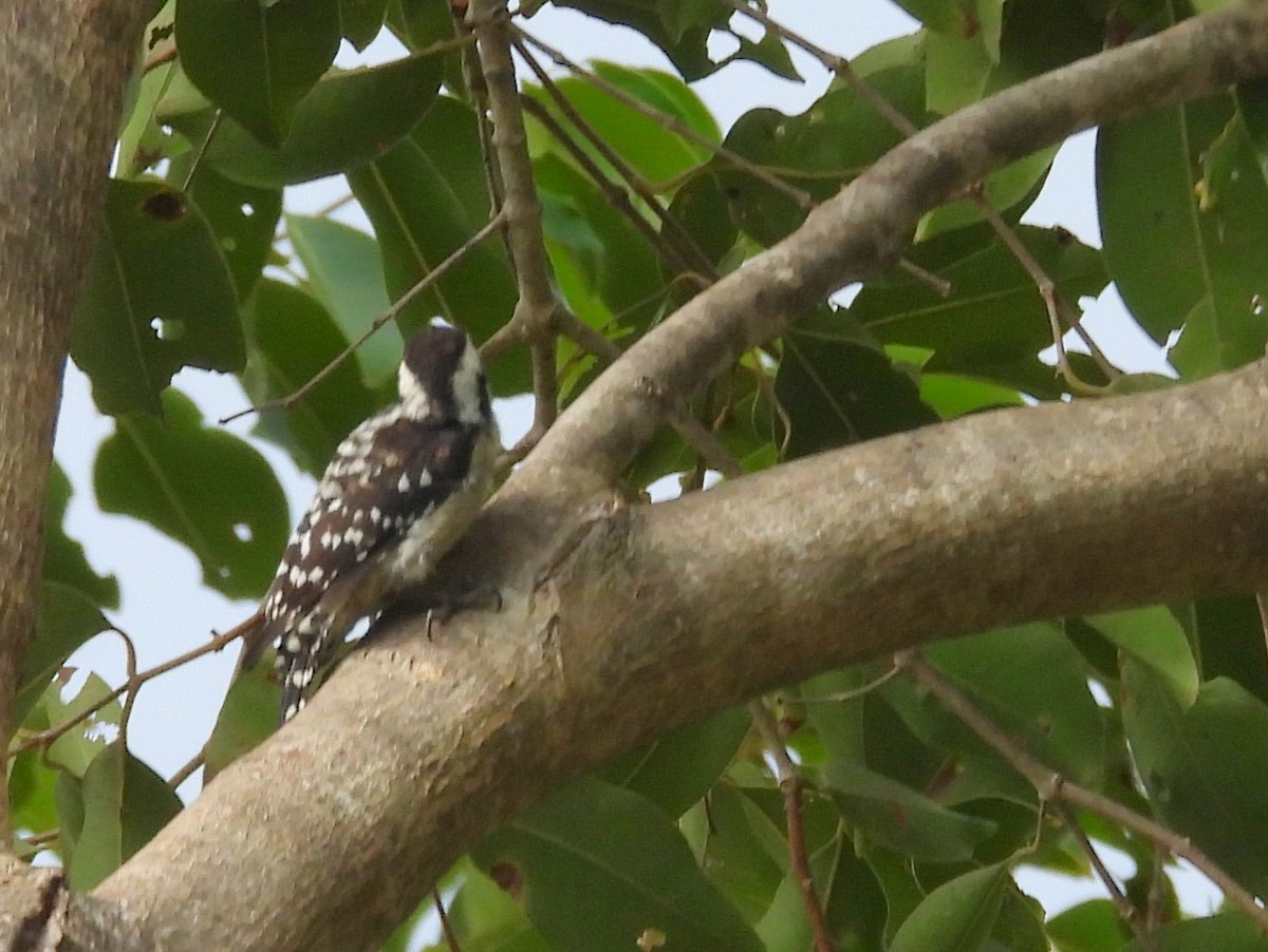Brown-capped Pygmy Woodpecker - ML643525946