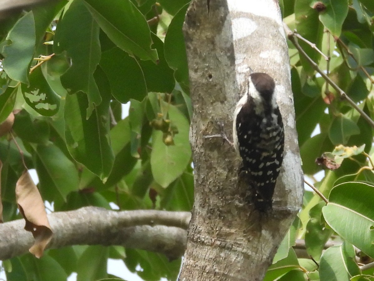 Brown-capped Pygmy Woodpecker - ML643525947