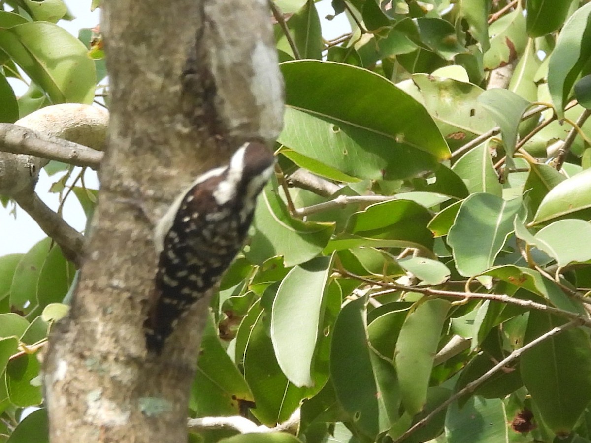 Brown-capped Pygmy Woodpecker - ML643525948