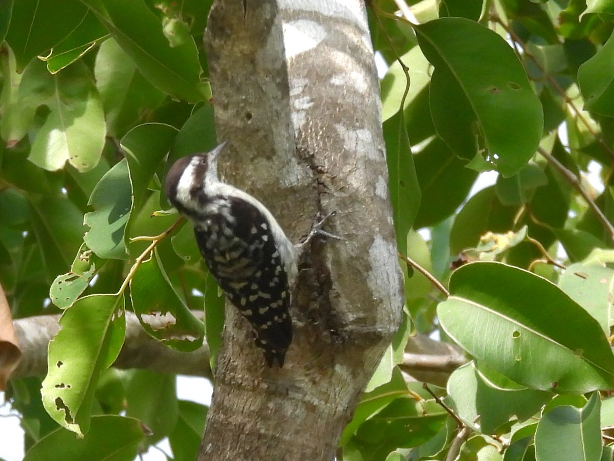 Brown-capped Pygmy Woodpecker - ML643525949