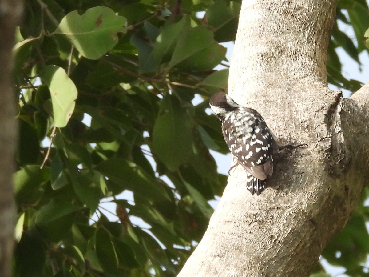 Brown-capped Pygmy Woodpecker - ML643525950