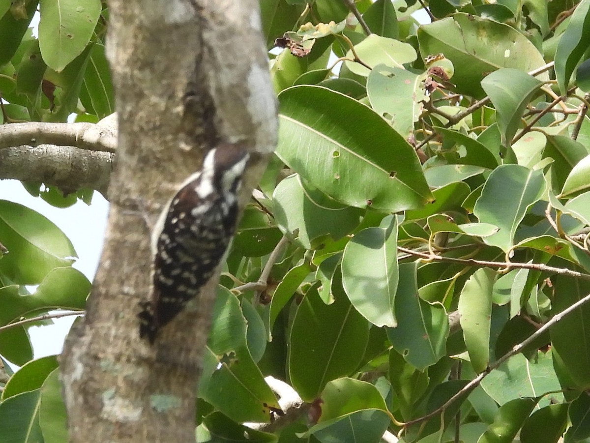 Brown-capped Pygmy Woodpecker - ML643525951