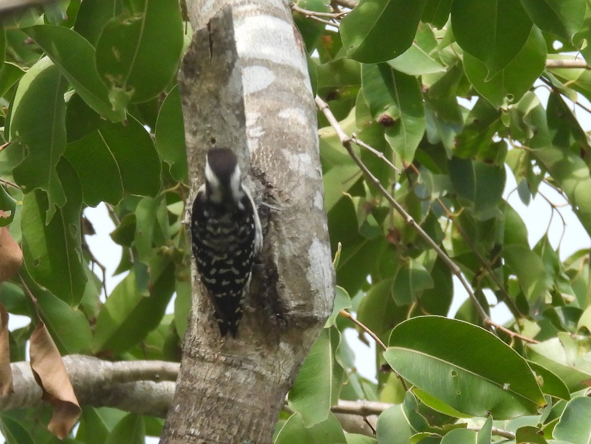 Brown-capped Pygmy Woodpecker - ML643525952