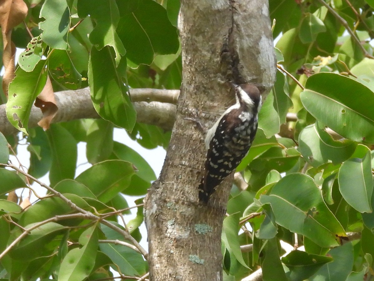 Brown-capped Pygmy Woodpecker - ML643525953
