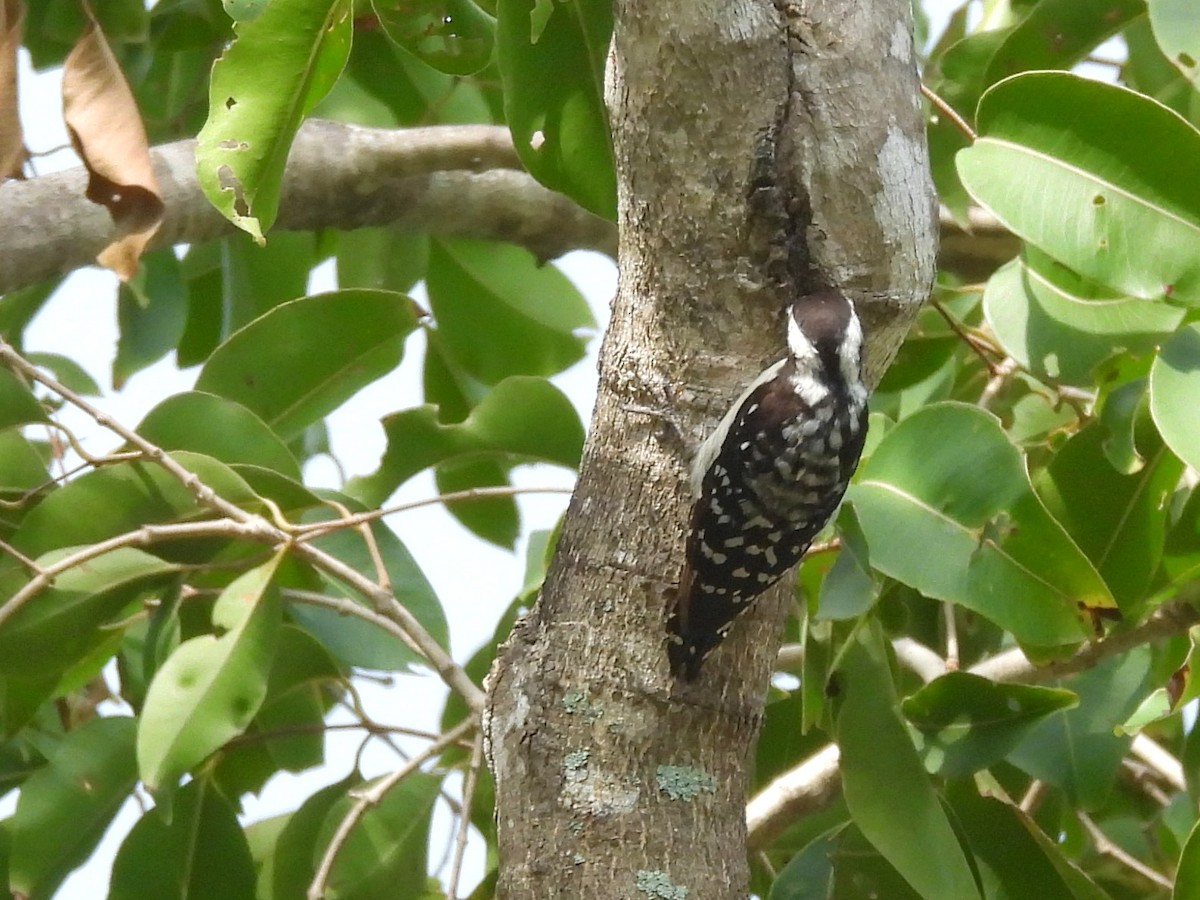 Brown-capped Pygmy Woodpecker - ML643525954