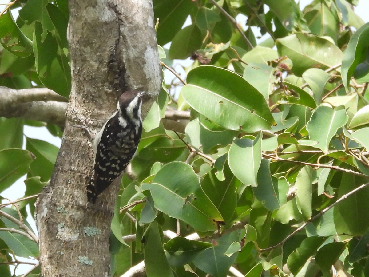 Brown-capped Pygmy Woodpecker - ML643525955