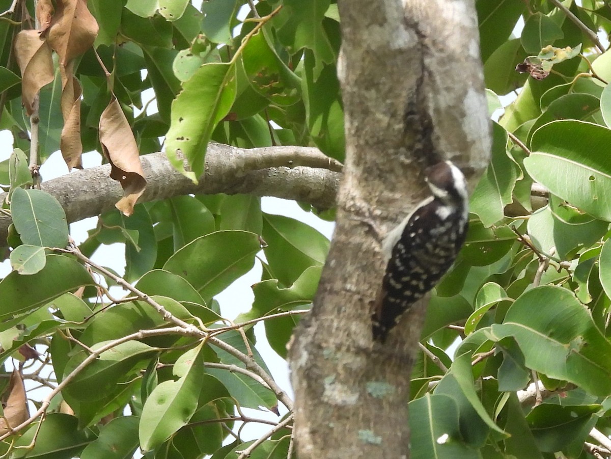 Brown-capped Pygmy Woodpecker - ML643525956