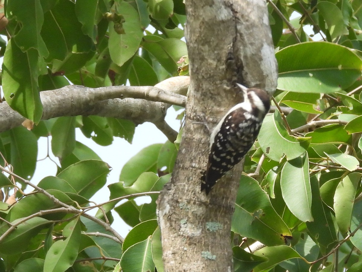Brown-capped Pygmy Woodpecker - ML643525957