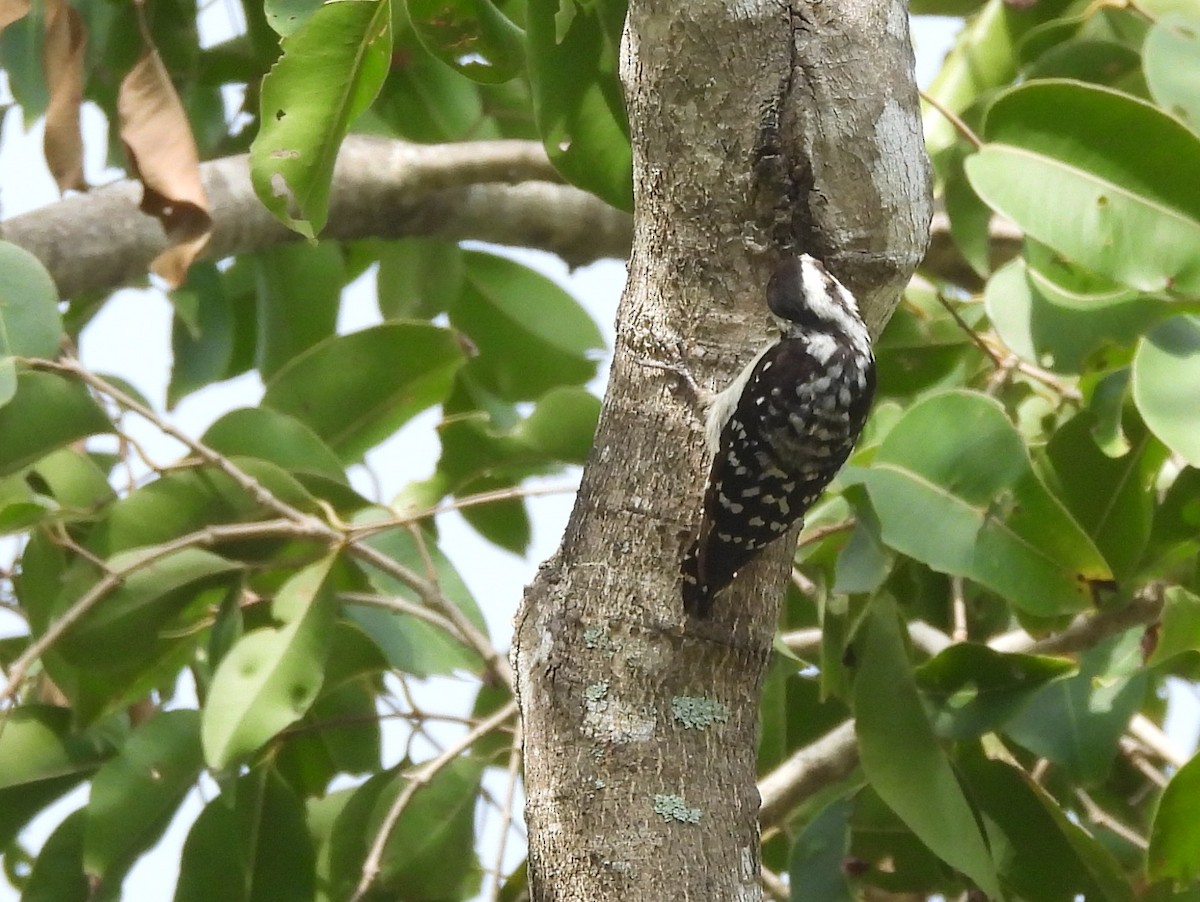 Brown-capped Pygmy Woodpecker - ML643525958