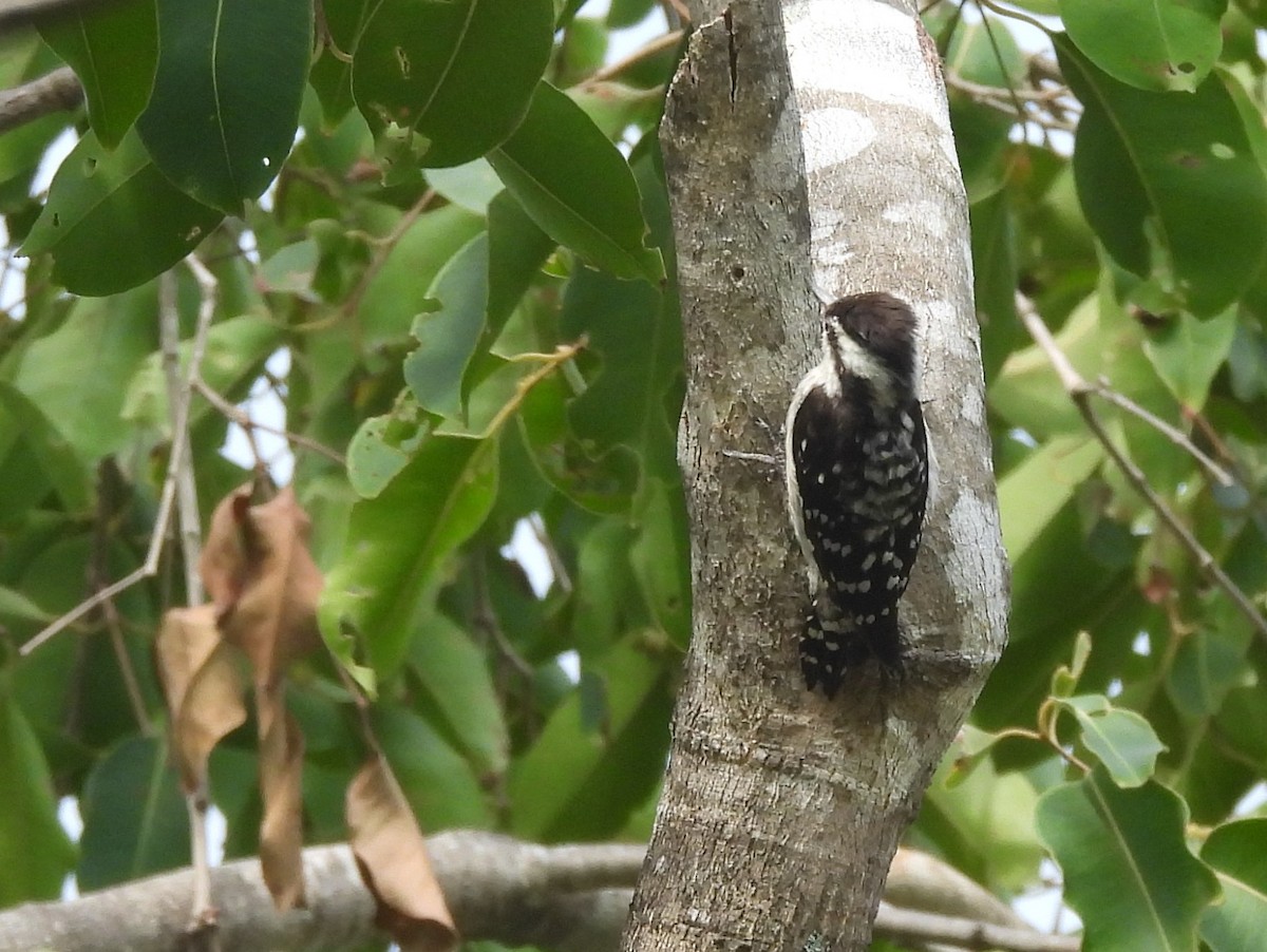 Brown-capped Pygmy Woodpecker - ML643525959
