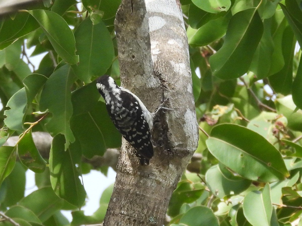 Brown-capped Pygmy Woodpecker - ML643525960