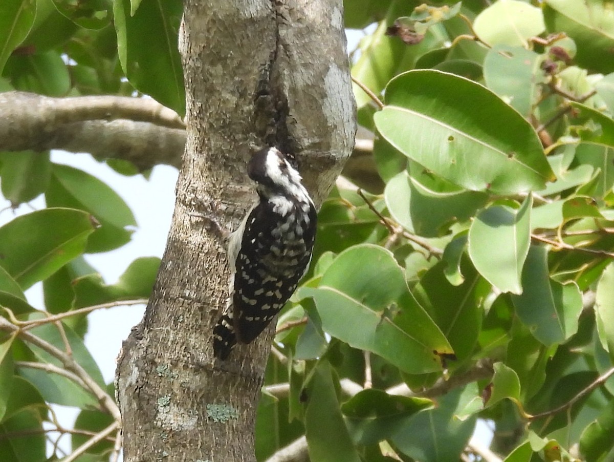 Brown-capped Pygmy Woodpecker - ML643525961